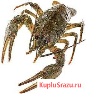 Раки Чапаевск - изображение 1