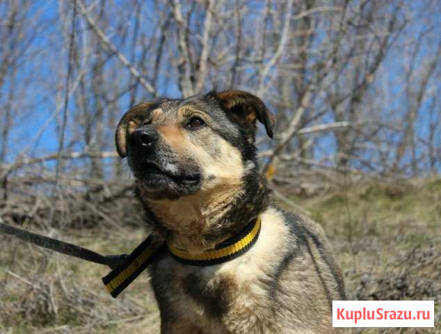 Собака Девочка Тося Красный Яр - изображение 1