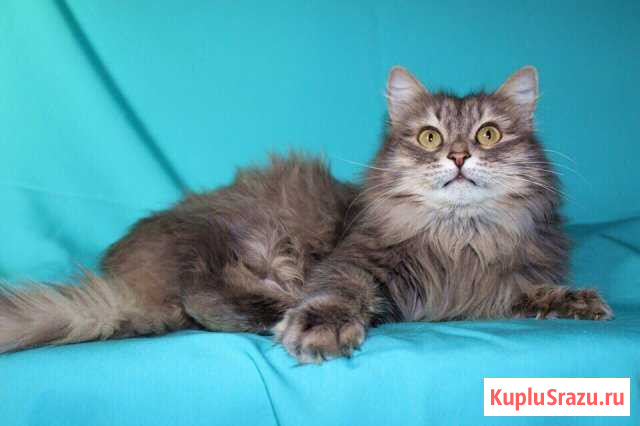 Кот Хусан Красный Яр - изображение 1