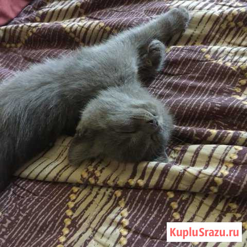 Котята Новоалександровск - изображение 1
