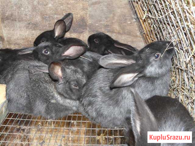 Крольчат продам.рыжие белые черные Кострома - изображение 1
