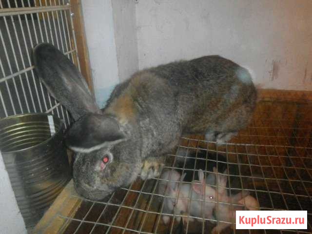 Домашние Кролики Симферополь - изображение 1