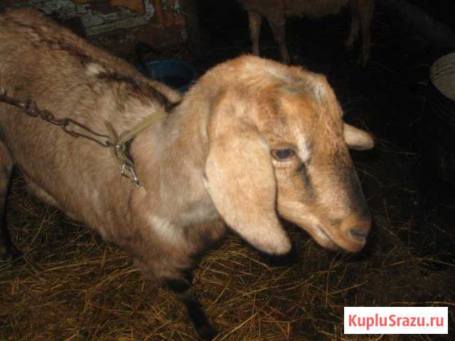 Коза нубийка Суджа - изображение 1