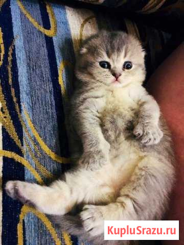 Шотландская вислоухая кошечка Великий Новгород - изображение 1
