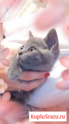 Продам британского котенка Кузнецк - изображение 1