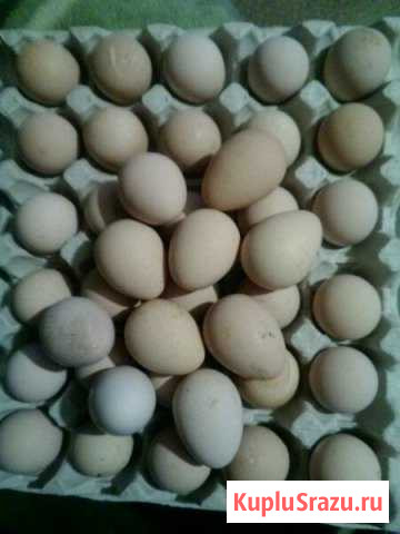 Яйцо цесарки Остров - изображение 1