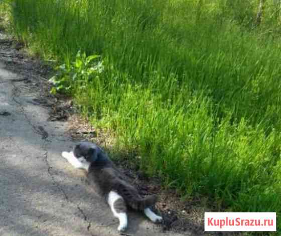 Пропал кот Будённовск