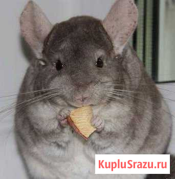Шиншилла Пятигорск - изображение 1