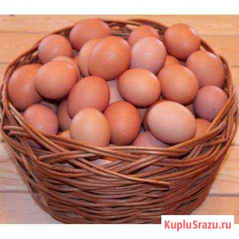 Яйцо от домашних кур Мичуринск