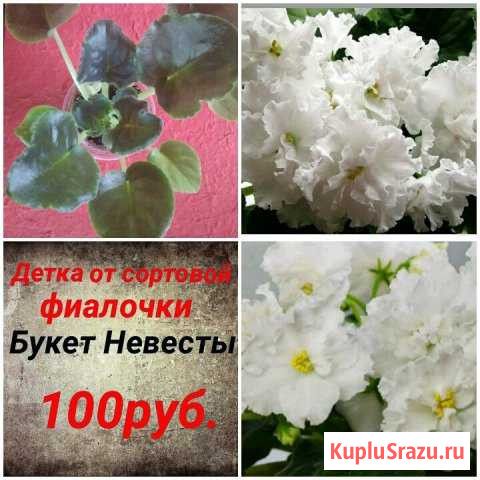 Детки от сортовых фиалочек Богородицк - изображение 1