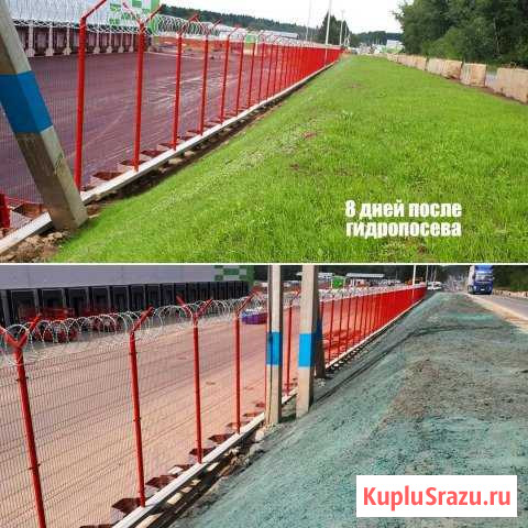 Гидропосев. Рулонные газоны. Семена Грозный - изображение 1