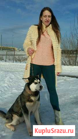 Хаски щенки Одинцово - изображение 1