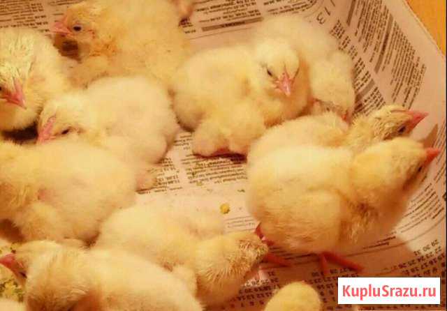 Бройлерные цыплята Клин - изображение 1