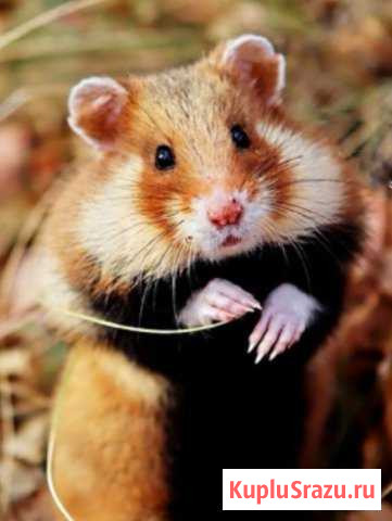 Передержка домашних животных Орехово-Зуево - изображение 1