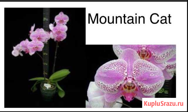 Фаленопсис Павловский Посад - изображение 1