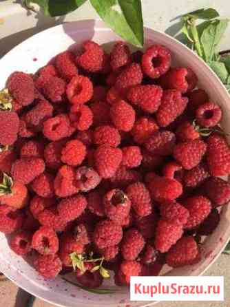 Продаётся Корни Кусты. Малины и Смородины, Клубник Чехов