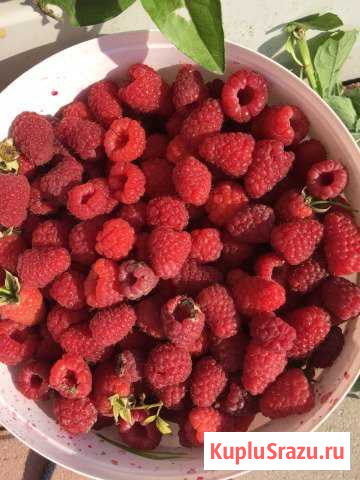 Продаётся Корни Кусты. Малины и Смородины, Клубник Чехов - изображение 1