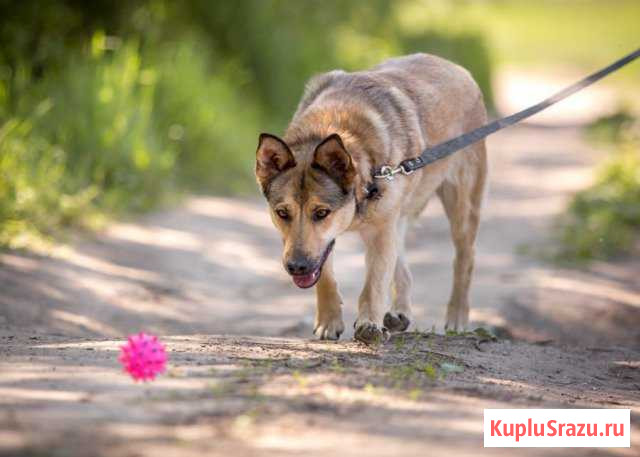Киви ищет дом Монино - изображение 1