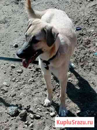 Щенок подросток Серпухов