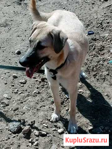 Щенок подросток Серпухов - изображение 1