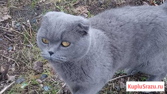 Кошка в добрые руки Шатура - изображение 1