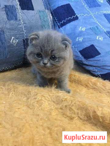 Плюшка Клин - изображение 1