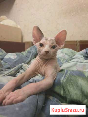 Котенок Клин - изображение 1