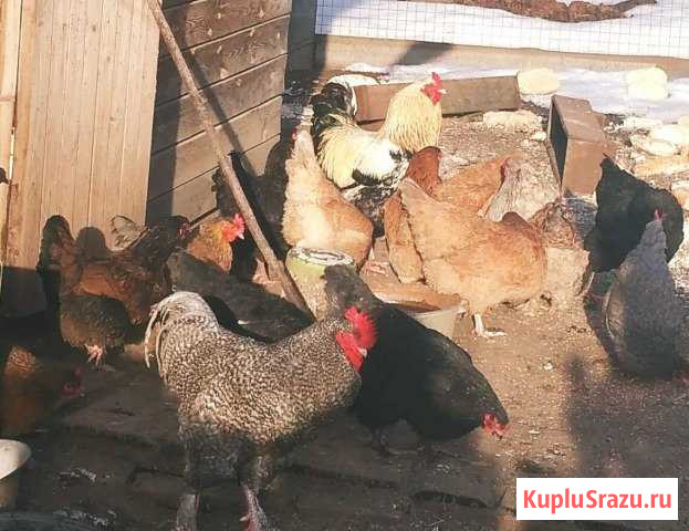 Инкубационное яйцо, бройлеры, петухи Егорьевск - изображение 1