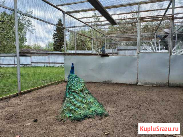 Красивые павлины Мосрентген - изображение 1