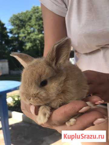 Декоративные кролики Серпухов - изображение 1
