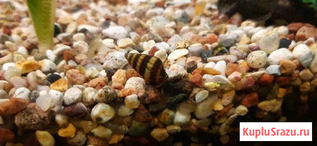 Улитка Хелена Серпухов - изображение 1