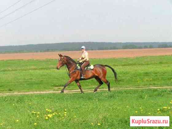 Продается полукровная кобыла Голицыно