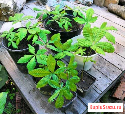 Растения (каштан, орешник, спирея, хоста.) Ликино-Дулево - изображение 1