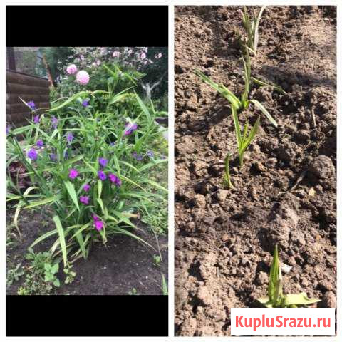 Традесканция садовая и садовый папоротник Протвино - изображение 1