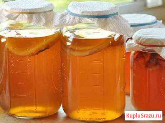Чайный гриб Королев
