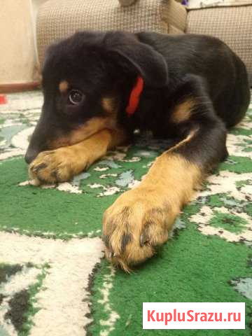 Дворняга доберман в добрые руки Мытищи - изображение 1