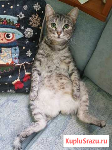 Кошка Мусена Лобня - изображение 1