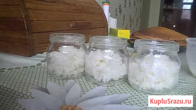 Кефирный гриб Подольск - изображение 1