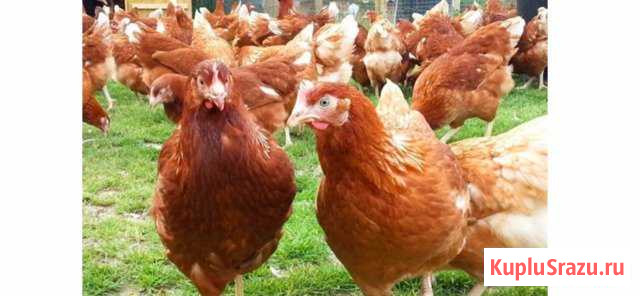 Куры Ломан Браун несушки Подольск - изображение 1