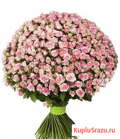 Роза куст оптом и розница Мосрентген - изображение 1