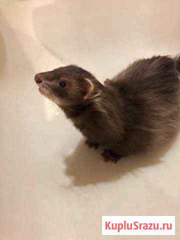 Хорек Санкт-Петербург - изображение 1