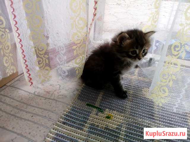 Котята Славянск-на-Кубани - изображение 1