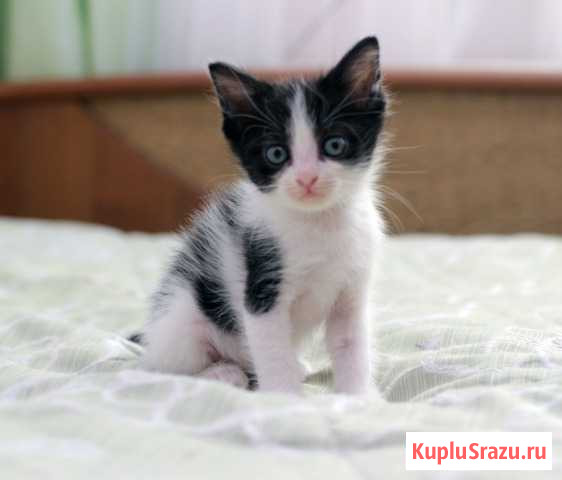 Пятеро веселых котят Шахты - изображение 1