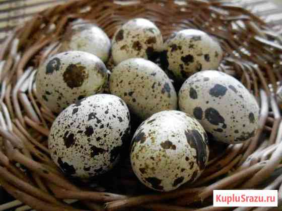 Инкубационное перепелиное яйцо Ейск