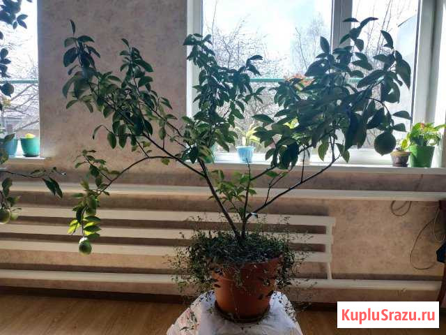 Лимон Родниковская - изображение 1