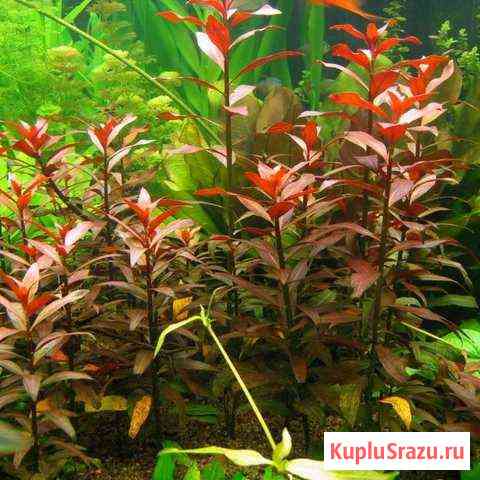 Людвигия рубин (ludwigia rubin) Таганрог