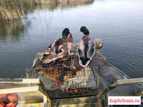 Виндбот 42 про Темрюк