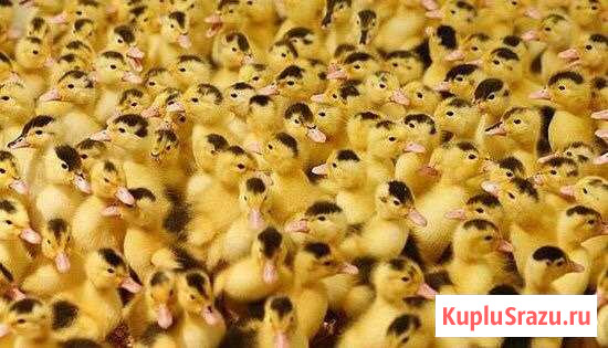 Муларды,гусята опт, розница Усть-Лабинск - изображение 1