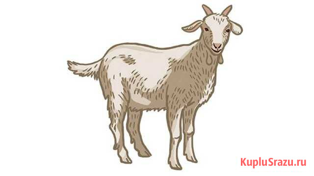 Козы Выселки - изображение 1