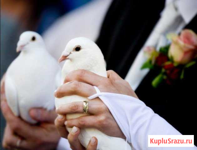 Голуби на свадьбу Дальнее Константиново - изображение 1